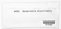 Hendersonia diversispora image